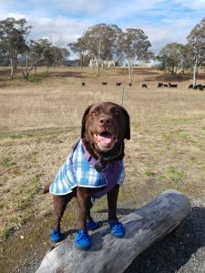 Toffee, Parkhound’s office dog, smiling in her blue boots and coat during a day out at the park.