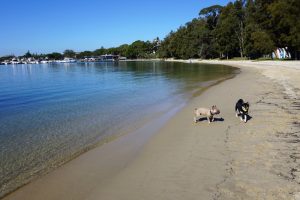 Two dogs playing on the sand at Rose Bay Dog Beach with calm harbour waters in the background.
