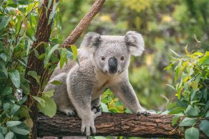 Koala sitting on a tree branch surrounded by eucalyptus leaves at Taronga Zoo Sydney.