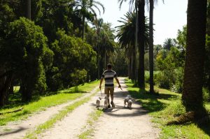 Person walking three dogs along a palm-lined path in Centennial Parklands, Sydney.