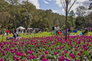 Crowds enjoying a spring day among blooming purple tulips at Araluen Botanic Park in Roleystone, Perth.