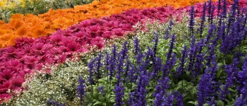 Take in the vivid colours and aromas at the Melbourne International Flower and Garden Show