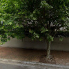 Carport parking on Willoughby Road in Naremburn New South Wales